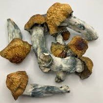Mushrooms Penis Envy (OZ)